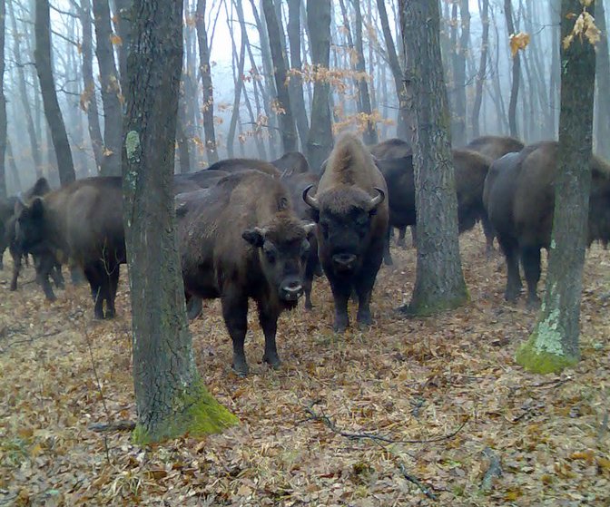 Des bisons d’Europe dans une forêt