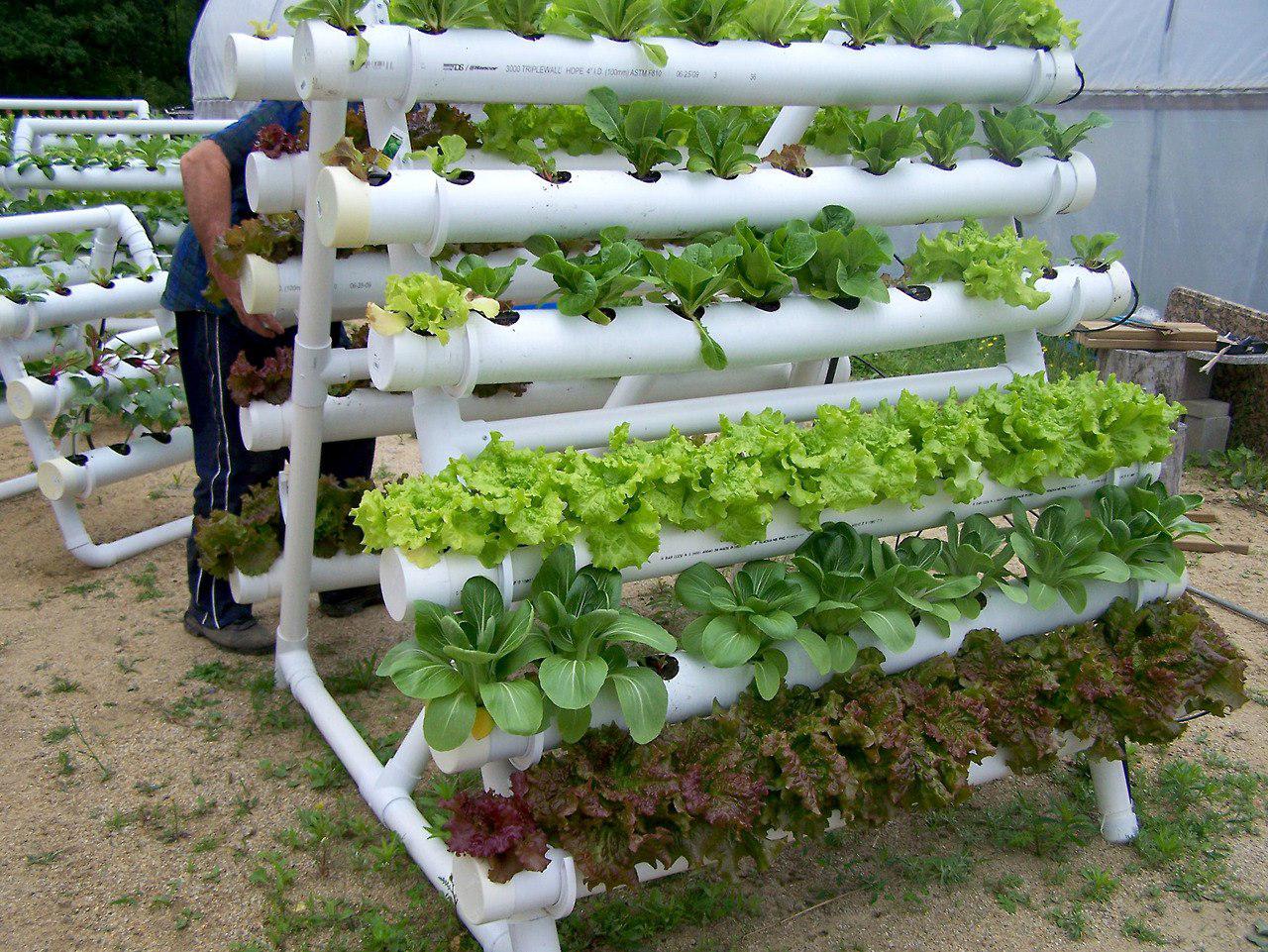 A hydroponic system with pvc pipes